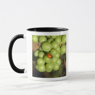 Närbild av nyckelpiga på gröna Pinot Noir-druvor Mugg
