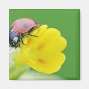 Närbild av nyckelpigan magnet