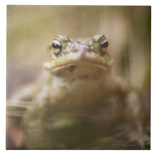 Närbild av paddan kakelplatta (Framsidan)
