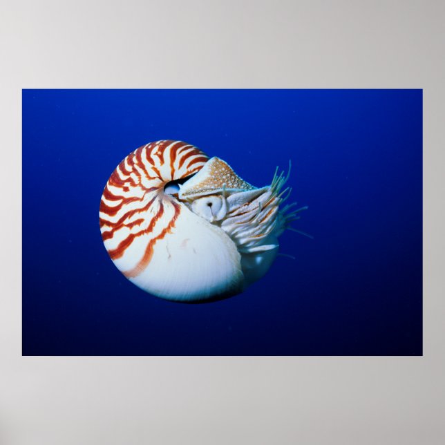 Närbild av pärlbåtsnäcka poster (Framsidan)