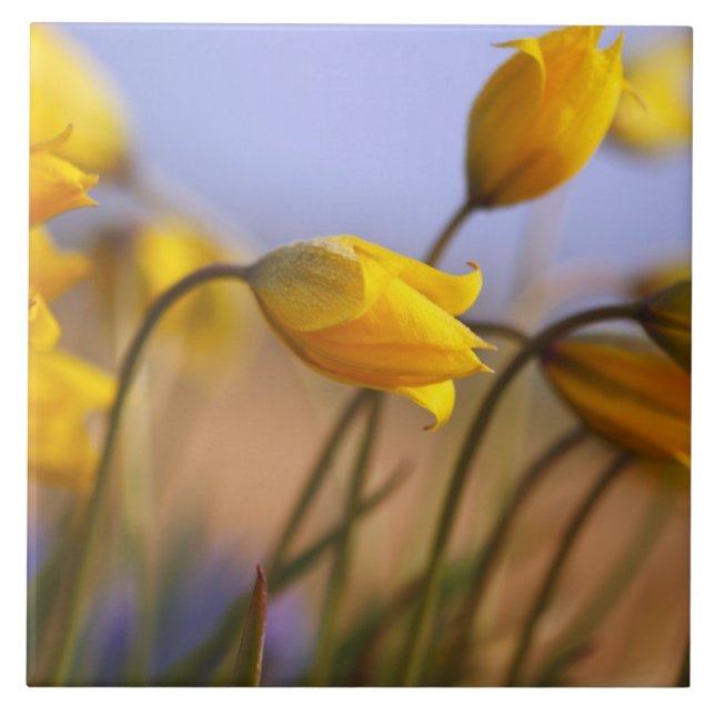 Närbild av påskliljar kakelplatta (Framsidan)