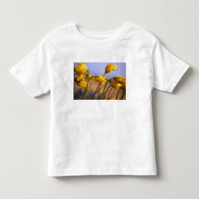 Närbild av påskliljar tee (Framsida)