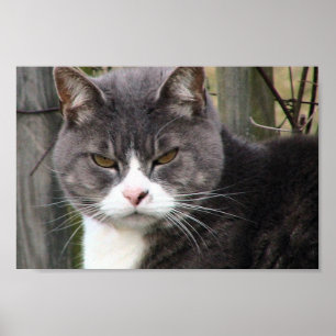 Närbild av tjocksvarttabby katt med bruna ögon poster