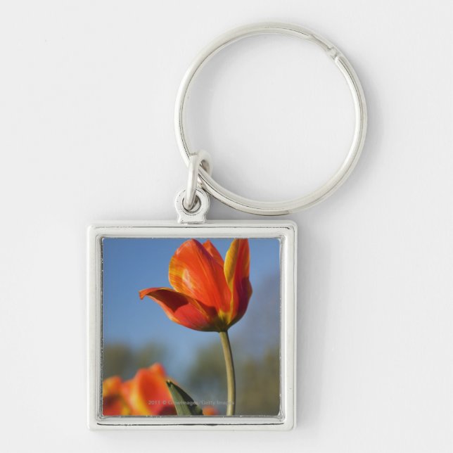Närbild av tulpanblommor fyrkantig silverfärgad nyckelring (Framsidan)