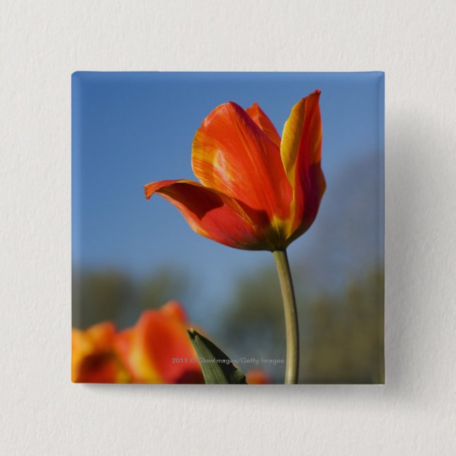 Närbild av tulpanblommor knapp (Framsida)