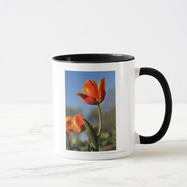 Närbild av tulpanblommor mugg (Höger)
