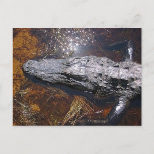 Närbild Florida Alligator Vykort