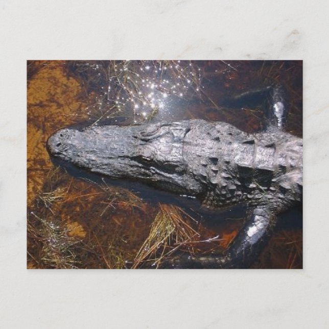 Närbild Florida Alligator Vykort (Framsida)