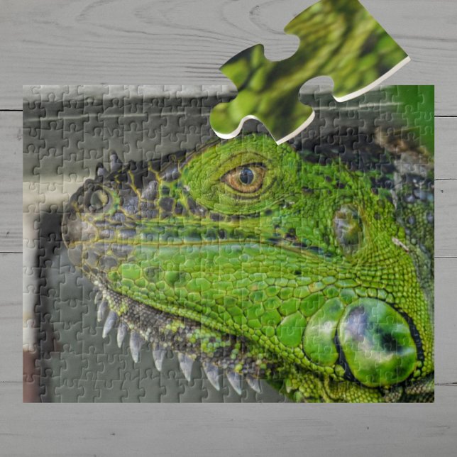 Närbild Fotografering av Grön Iguana Pussel (Skapare uppladdad)