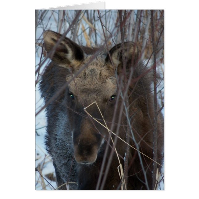 Närbild Hälsningskort (Framsidan)