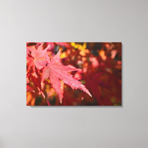 Närbild Höst Fall Rött Orange Lönnlöv Foto Canvastryck