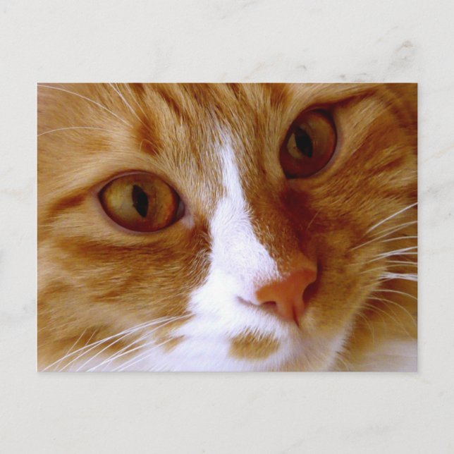 Närbild Katt Brevkort Vykort (Framsida)