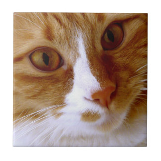 Närbild Katt Kakel