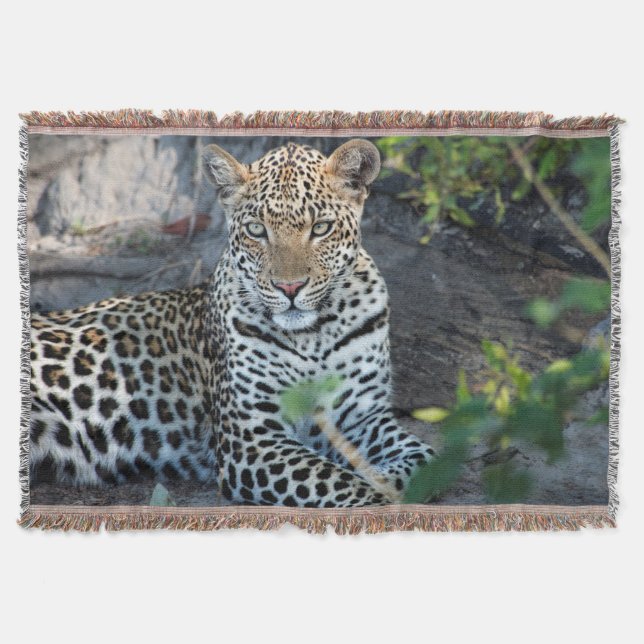 Närbild leopard porträtt sittande filt (Framsidan)