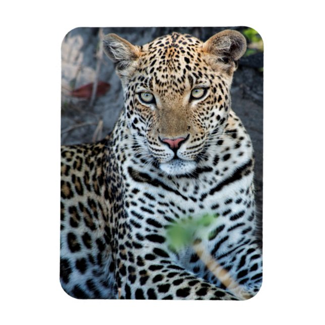 Närbild leopard porträtt sittande magnet (Vertikal)