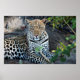 Närbild leopard porträtt sittande poster