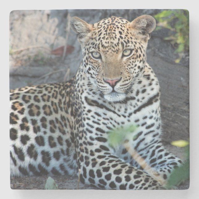 Närbild leopard porträtt sittande stenunderlägg (Framsidan)