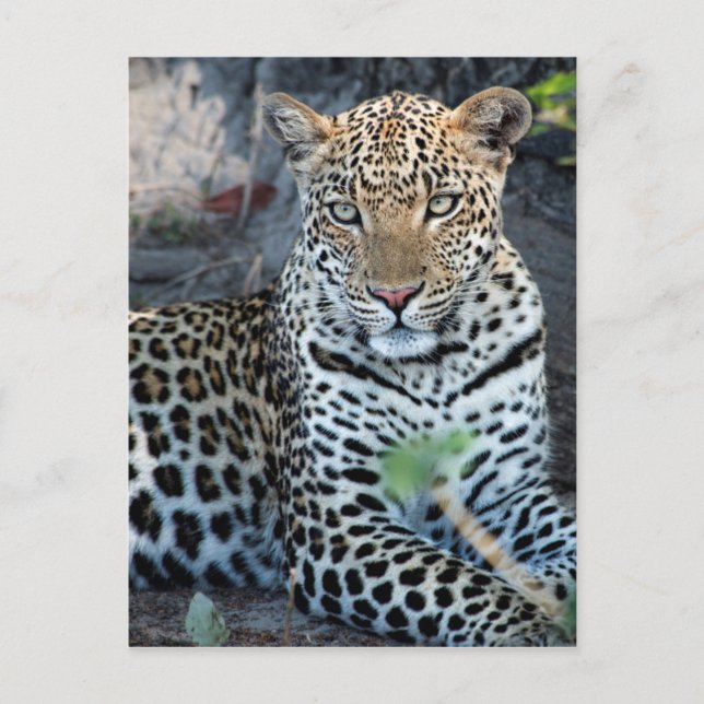 Närbild leopard porträtt sittande vykort (Framsida)