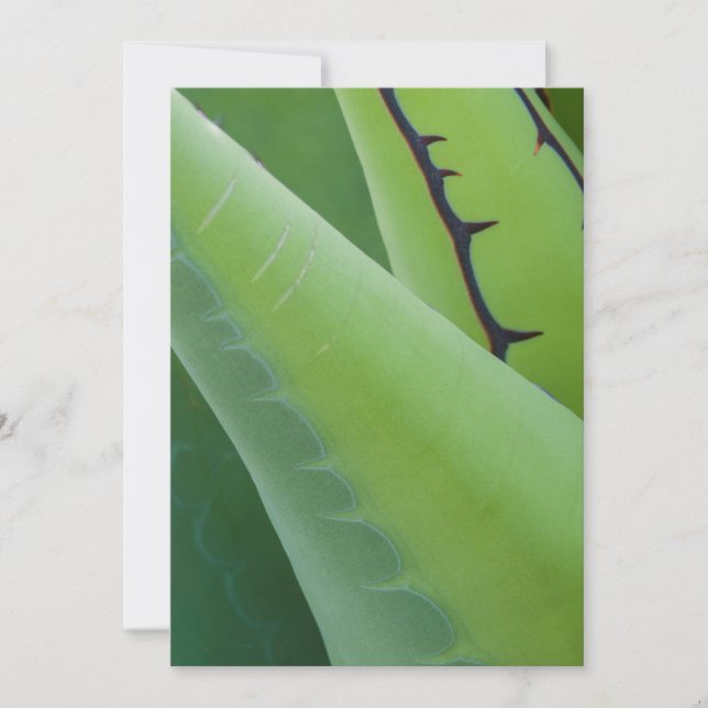 Närbild på agave kort (Framsida)