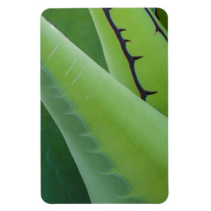 Närbild på agave magnet