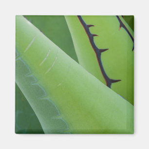 Närbild på agave magnet
