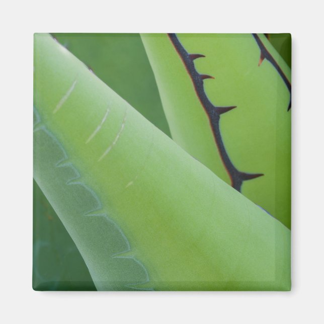 Närbild på agave magnet (Framsidan)