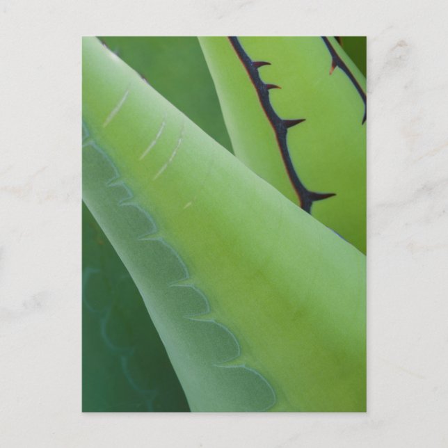 Närbild på agave vykort (Framsida)