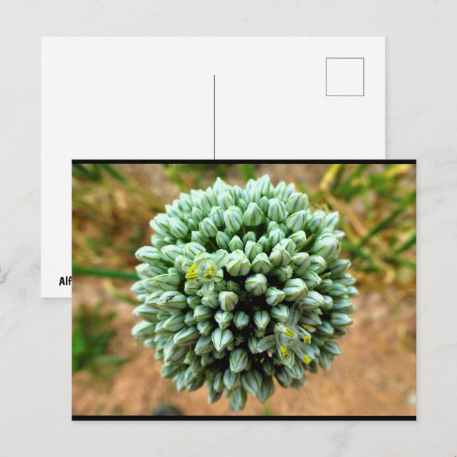 Närbild på Allium, Vild Löklöja Vykort (Fram/baksida)