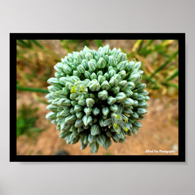 Närbild på Allium, Vild Löklöken Blommar Poster (Framsidan)