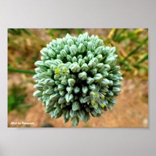 Närbild på Allium, Vild Löklöken Blommar Poster