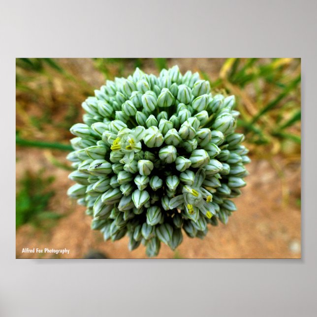 Närbild på Allium, Vild Löklöken Blommar Poster (Framsidan)