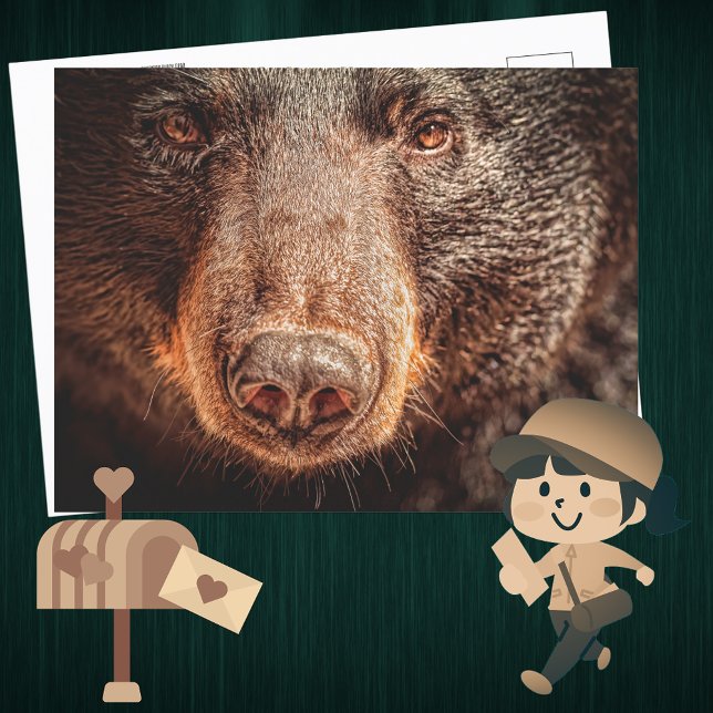 Närbild på amerikansk svartbjörn vykort (Skapare uppladdad)