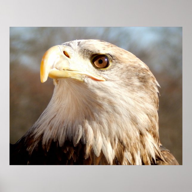 Närbild på amerikansk vitörad havsörn poster (Framsidan)