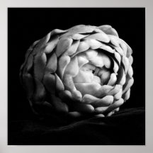 Närbild på Artichocke i Svart-vit Fotografi
