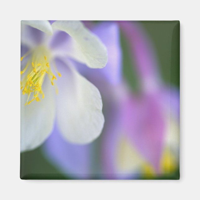 Närbild på Colorado Aquilegia blomma. Magnet (Framsidan)