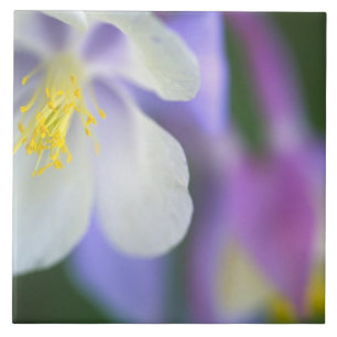 Närbild på Colorado Columbine-blomma. Kakelplatta