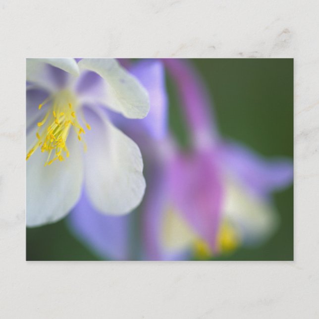 Närbild på Colorado Columbine-blomma. Vykort (Framsida)