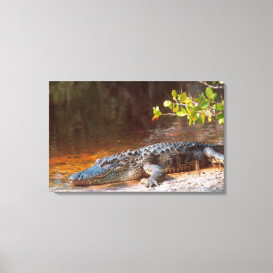 Närbild på en amerikansk alligator vid J.N. Canvastryck