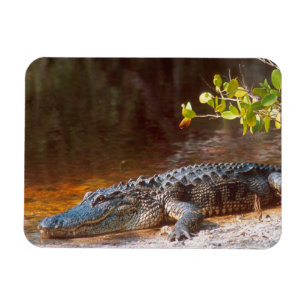 Närbild på en amerikansk alligator vid J.N. Magnet
