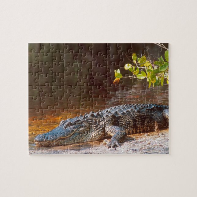 Närbild på en amerikansk alligator vid J.N. Pussel (Horisontell)