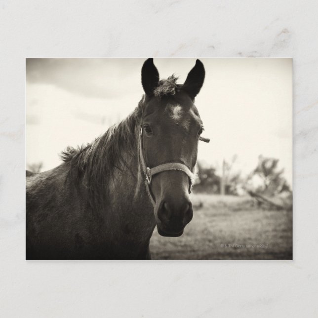 närbild på en häst med sepia ton vykort (Framsida)