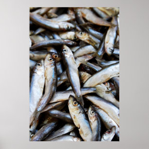 Närbild på fiskar affisch