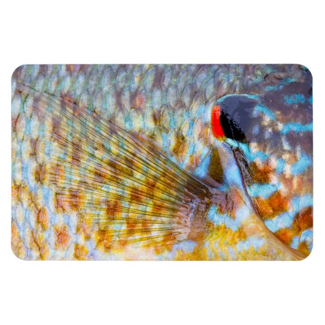 Närbild på fiskfjäll magnet (Horisontell)
