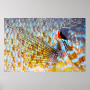 Närbild på fiskfjäll poster