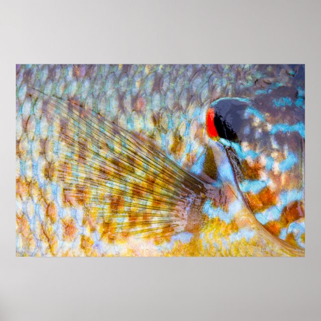 Närbild på fiskfjäll poster (Framsidan)