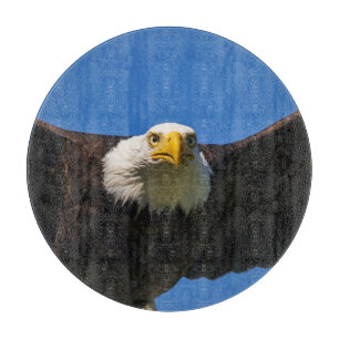 Närbild på flygande havsörn
