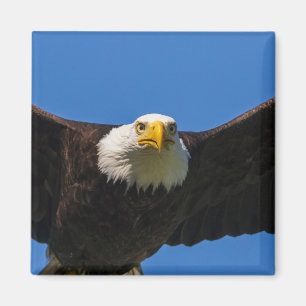 Närbild på flygande havsörn magnet
