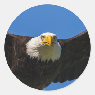 Närbild på flygande havsörn runt klistermärke