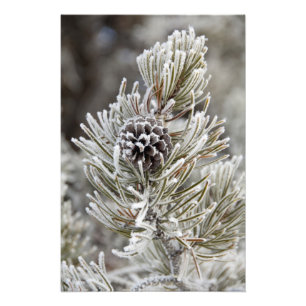 Närbild på frusen tallkotte, Yellowstone Fototryck