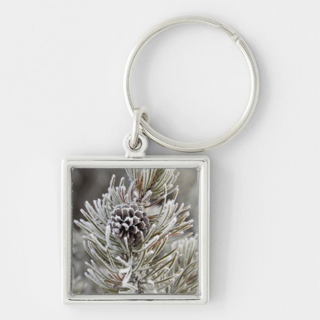 Närbild på frusen tallkotte, Yellowstone Fyrkantig Silverfärgad Nyckelring (Framsidan)